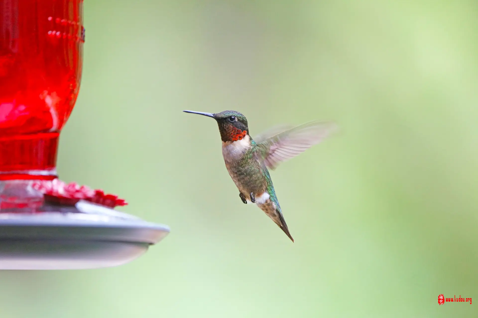 hummingbird-8275997_1920.jpg