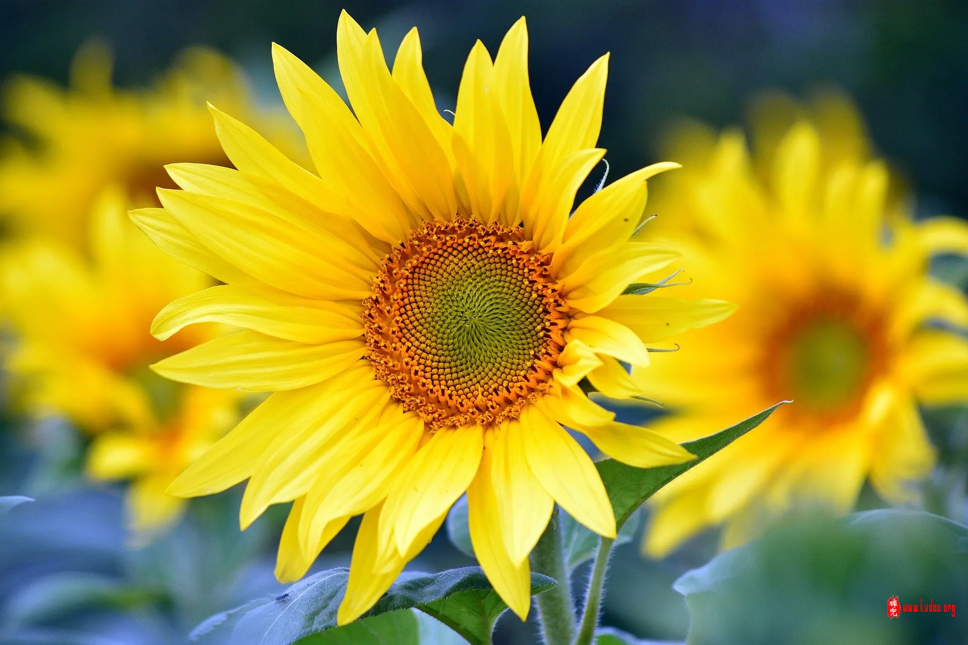 sunflowers-8351807_1920.jpg